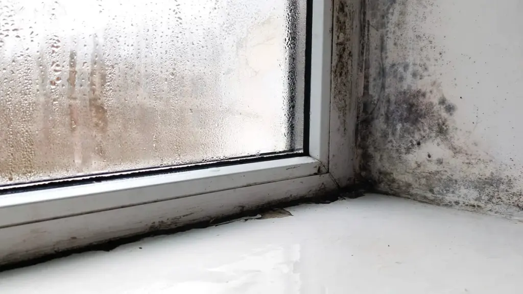 Pleśń na ścianach: Dlaczego wybielacz nie rozwiązuje problemu i jaką metodę polecają eksperci